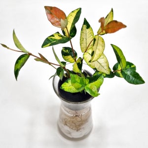 수경 재배 식물 세트 황금 마삭줄 화병 화분 어항 화초 수중 수생 플랜테리어 키우기