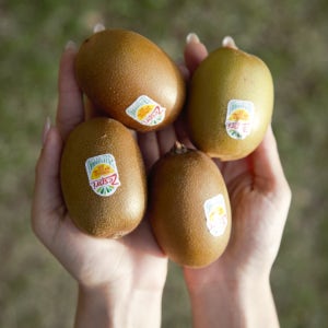 수입산 초고당도 제스프리 골드키위 골드 키위 생과