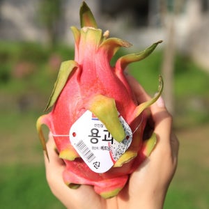 직수입 프리미엄 베트남산 Dole 용과 화이트 용과