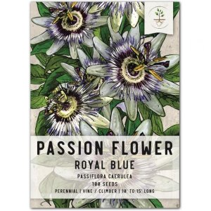 프리미엄 씨앗 필요 블루 열정 꽃 - 파시플로라 캐룰레아 심기 위한 가보 개 오픈 수분 열대 덩굴 1팩 1 Pack (100 Seeds)