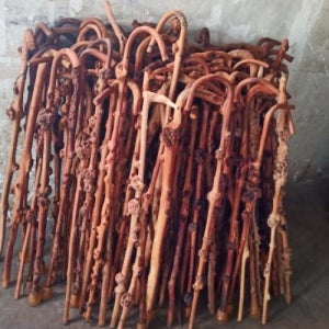 명아주 목발 어르신 감태나무 지팡이 청려장 나무