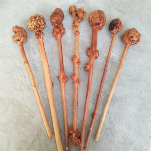 명아주 감태나무 어르신 청려장 목발 연수목 나무