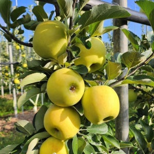 시나노골드 5kg 청송사과 산지직송