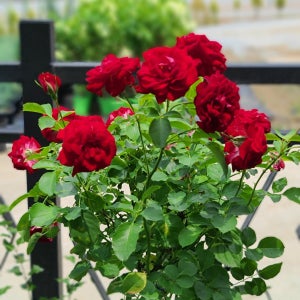 장미 스칼렛 사계 넝굴장미 묘목 망화분묘 조경수