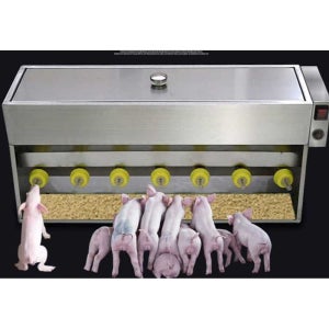 새끼돼지 포유기 젖병 축산 용품 모유 수유 목장 우유