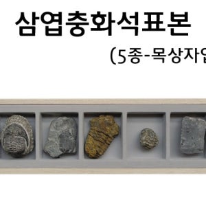 삼엽충화석표본