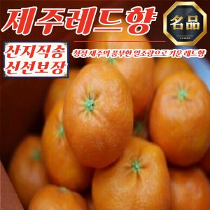 레드향5kg 최저가 가성비상품