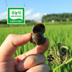 (단일품종 백진주 다복찰) 2025년 무농약 백미, 현미, 찹쌀, 찰현미 10kg