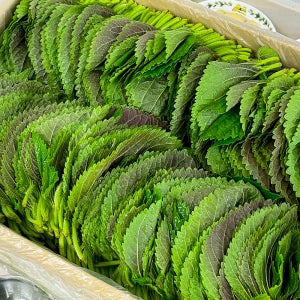 농가살리기 대용량 국내산 깻잎 1kg 한박스 (900~1000장 내외)