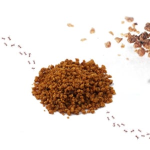 유령 개미 퇴치 박멸 개미 죽이는약 해충제