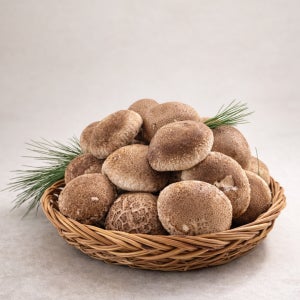 [선물용] 프리미엄형 농장직송 무농약 송화고버섯 선물용 세트 1.5kg, 1개
