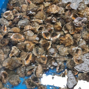 안면도 제철 자연산 참소라 3kg/5kg/7kg 대용량