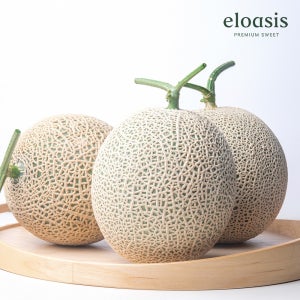 고당도 메론 머스크 산지직송 멜론