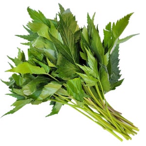 야채이야기 당귀잎 1kg (0.9-1kg) 특수야채 모듬 쌈채소