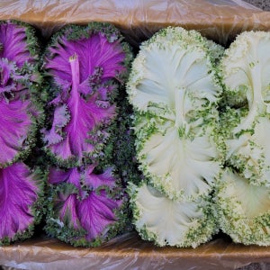 야채이야기 로즈잎 800g-1kg 적로즈 백로즈 혼합로즈 로즈케일