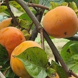 농부가 직접파는 단감 5kg 혼합