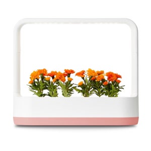 LG 틔운 LED 수경재배기 가정용 스마트팜 미니정원