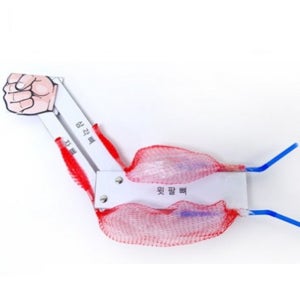 근수축 모형 만들기 초등 과학 실험 키트 팔 근육 원섬유마디