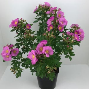 리시우스 왜성해당화 21호 화분묘 가시가적고 단풍이 멋진