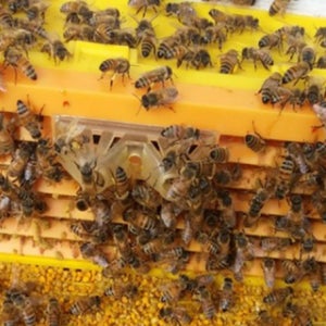 벌침 벌 효능 봉독 침 봉침 용 힘센 벌