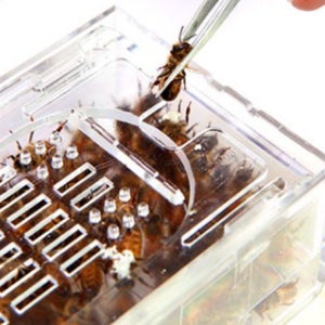 벌침 벌 효능 봉독 침 봉침 용 힘센 벌