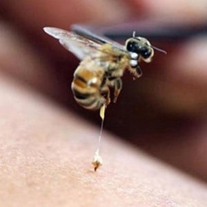 벌침 벌 효능 봉독 침 봉침 용 힘센 벌