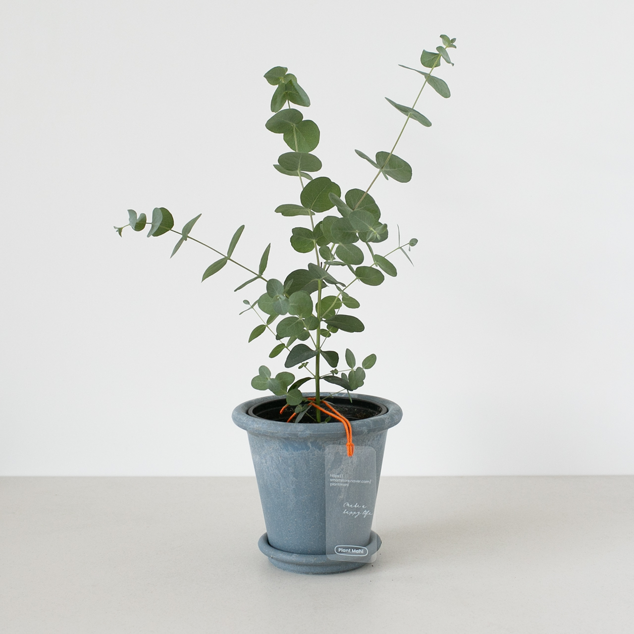 유칼립투스 비염에 좋은 공기정화 식물