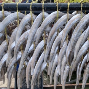 풀치 갈치 새끼 10마리 반건조 국산 풀치조림용 마른생선