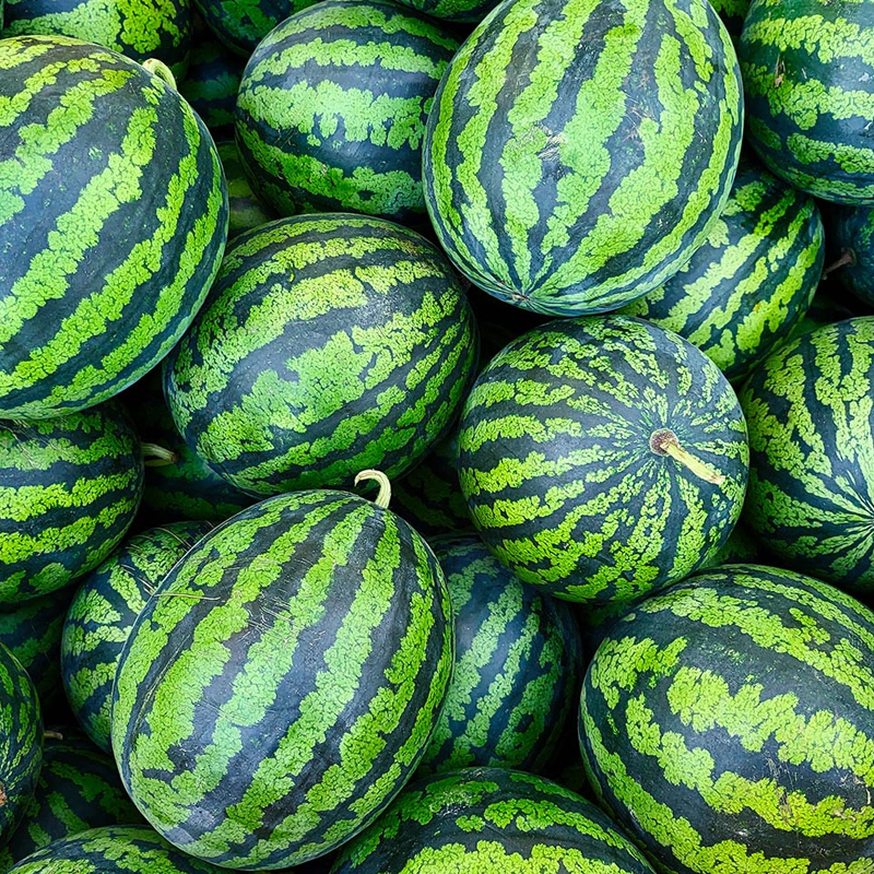 13브릭스 고당도 하우스 꿀 수박