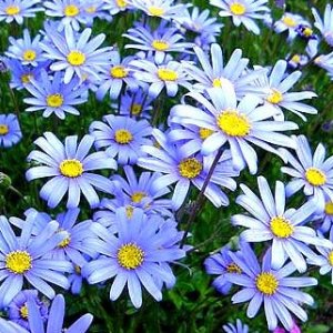 페르시아 청화국 블루데이지 꽃 야생화 모종 다년초