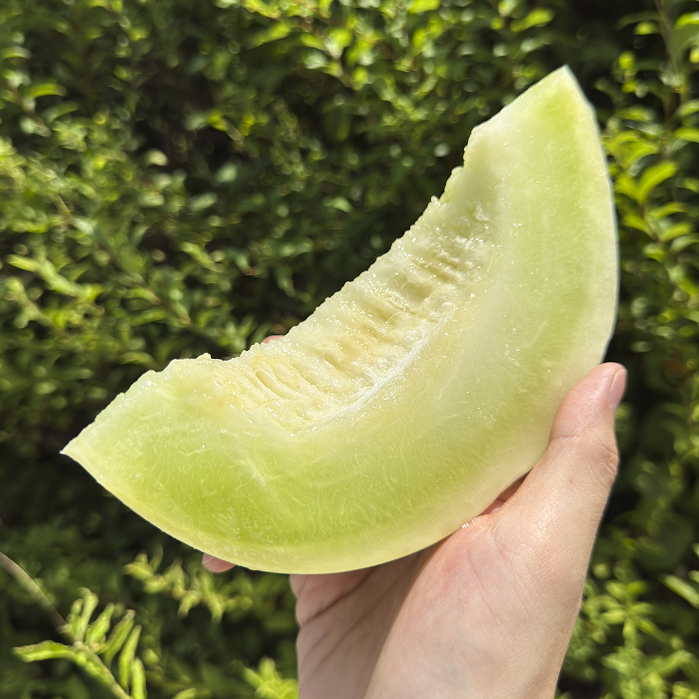 프리미엄 꿀 고당도 머스크 메론 멜론 특대과 특품