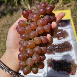 델라웨어 데라웨어 미니포도 1KG 2KG