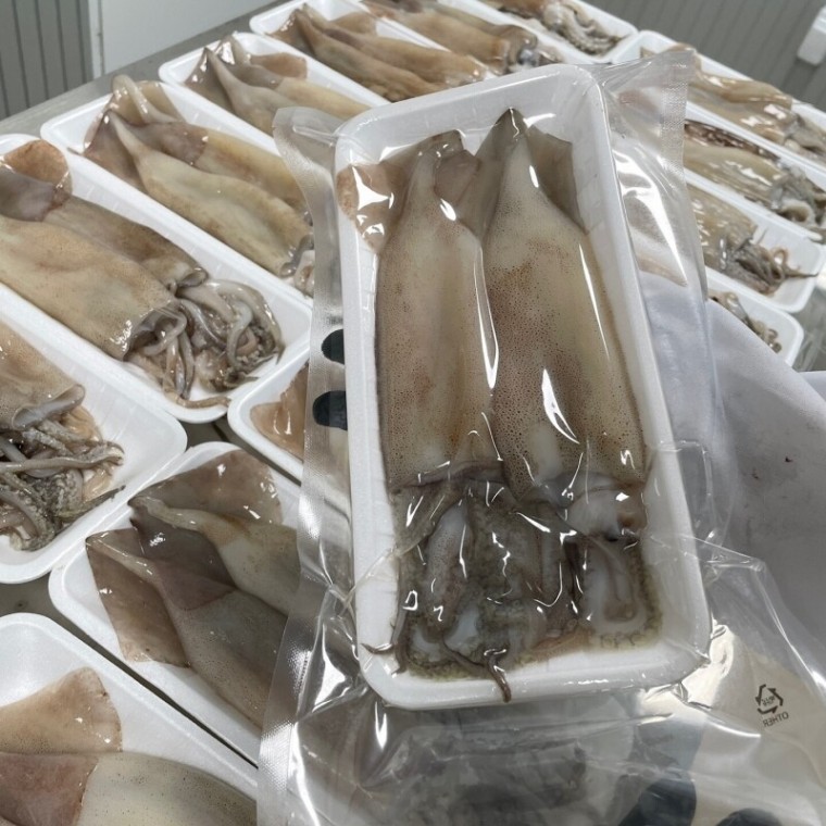 오징어입 할복오징어 오징어숙회 손질갑오징어