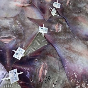 흑산도 목포 국내산 홍어 500g 1kg 1.5kg - 1kg 이상 주문시 홍어애 또는 홍어껍질묵 증정(홍어코+초장 서비스)