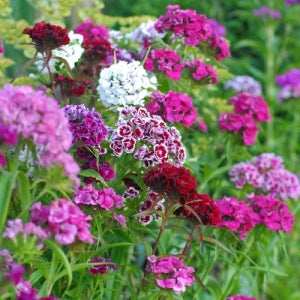 수염패랭이꽃 4색상 씨앗 선택구매