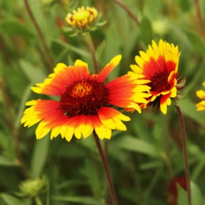 숙근천인국(인디안국화) 씨앗 400알 대포장 노지월동