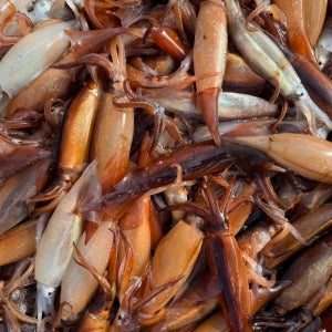 신선만 활오징어 초코오징어 당일경매 급냉 냉동 한입