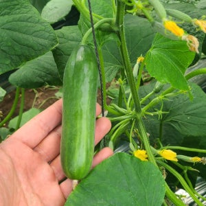 국내산 스낵 미니오이 백오이 가시오이 못난이 대용량