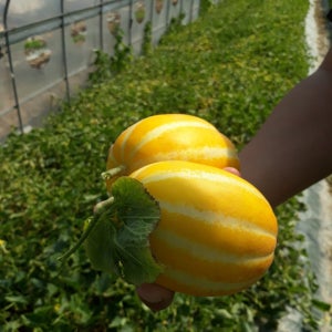 [제철과일] 국내산 성주 가정용 꿀참외 10kg 혼합사이즈