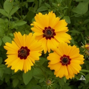 금계국(크라운) 씨앗 600알 대포장, 파종 두달후에 개화