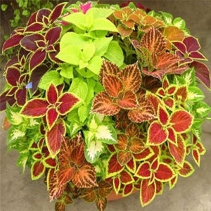 콜레우스 (Coleus) 혼합색 씨앗 1000립 대포장