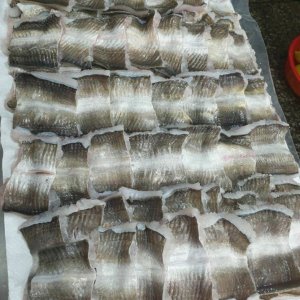 여수 제철 하모회 하모샤브샤브 갯장어 특품 1kg