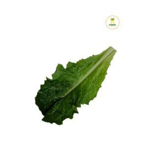 로메인 (1kg)