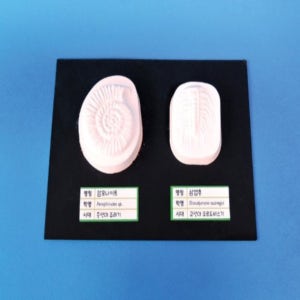 암모나이트, 삼엽충 화석만들기 (5인용) / 화석의생성과정 실험키트