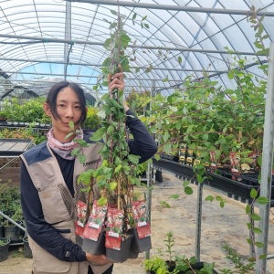 인동나무 묘목 네덜란드 신품종 넝쿨식물 묘목 덩굴 인동초 중묘