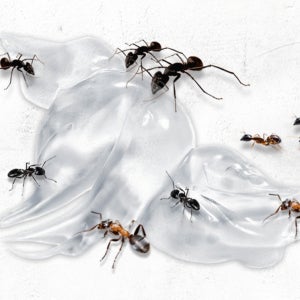 흰개미 약 살충제 집개미 죽이는 개미 박멸 퇴치제 30g