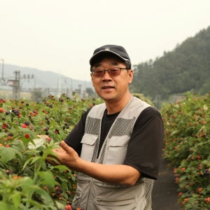 (2026년 ) 햇 토종 복분자 생과 5kg / 급냉 / 국내산 /생산자직접판매