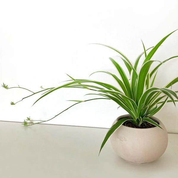 나비란 무늬접란 크림볼 토분 오션 spider plant 공기정화 식물