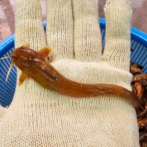 자연나라 국산 자연산 민물고기 퉁가리 500g 손질 급냉 민물매운탕 어죽 보양식 재료