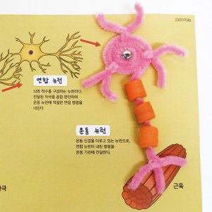 뉴런의 종류 만들기 (4인용) / 뉴런만들기 실험키트
